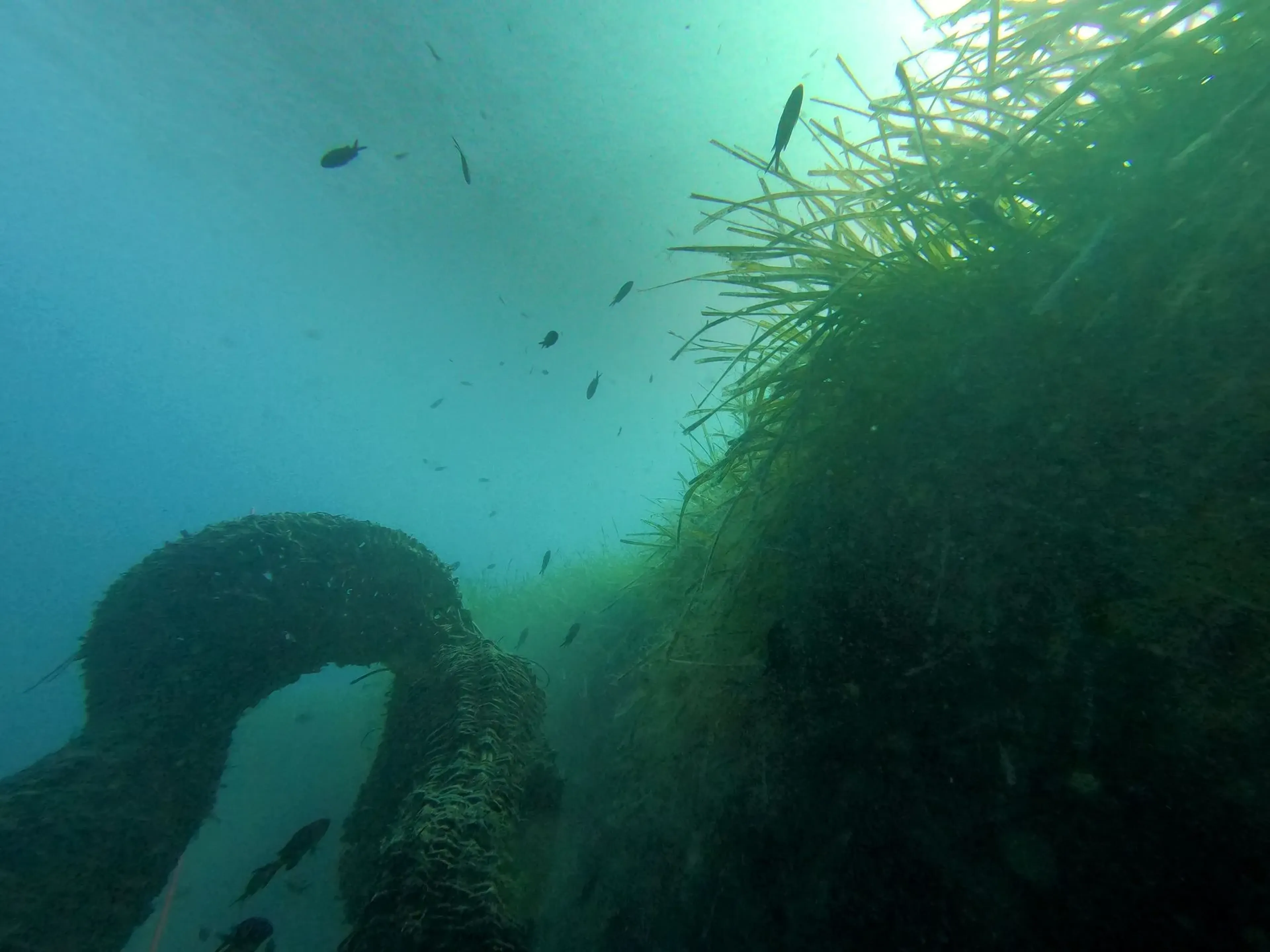 syntopolis posidonia