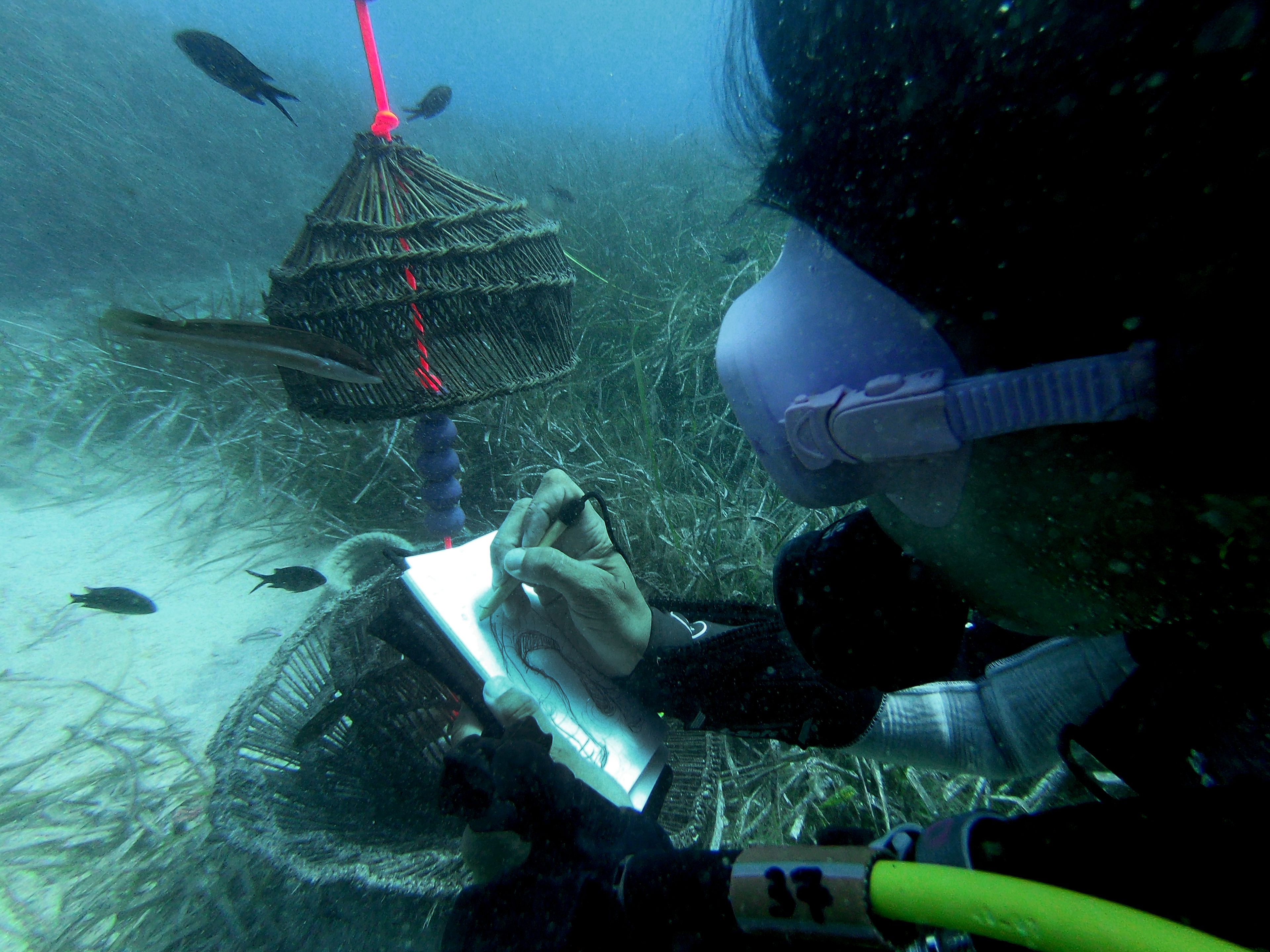 Rasa sketching underwater