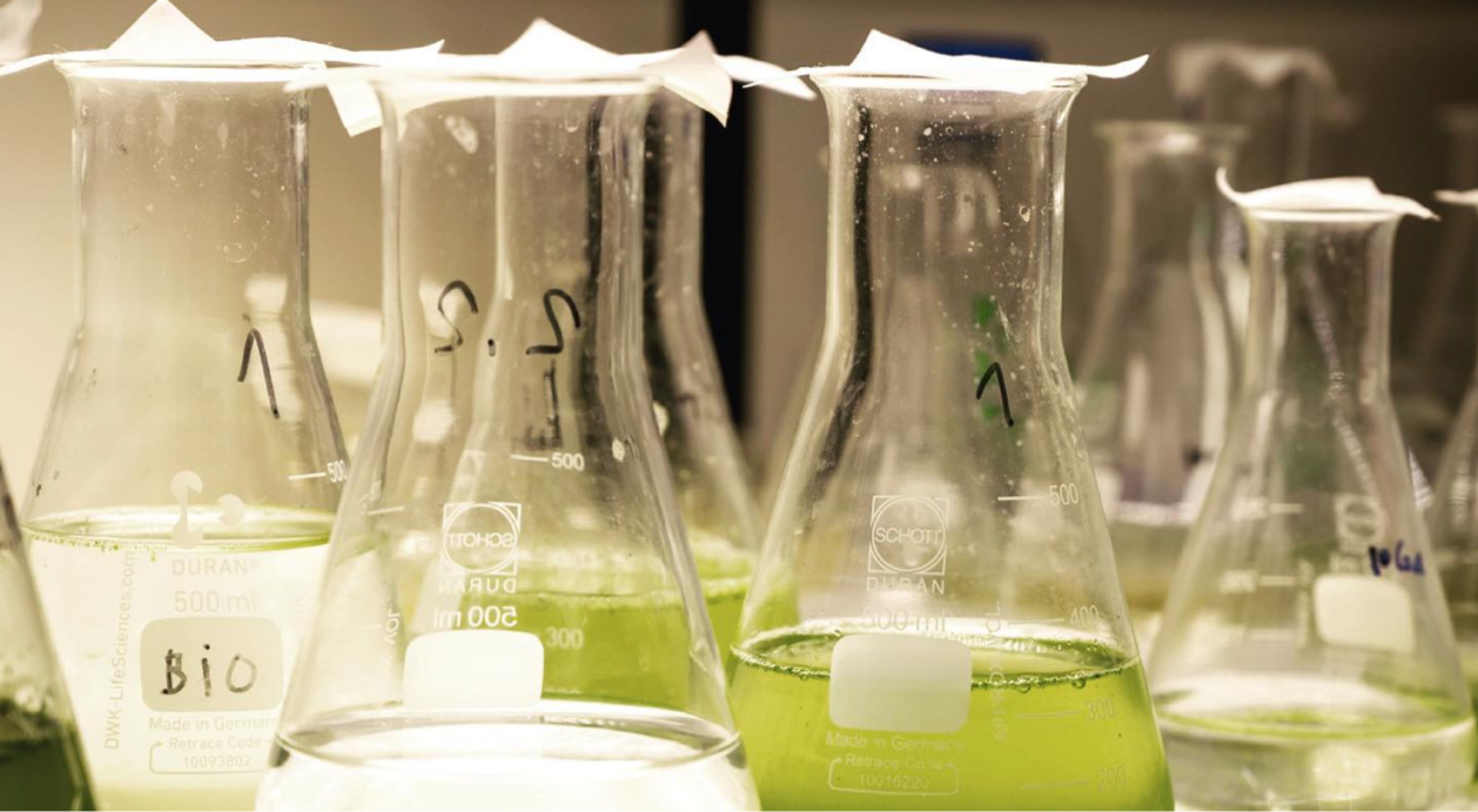 algae in a lab