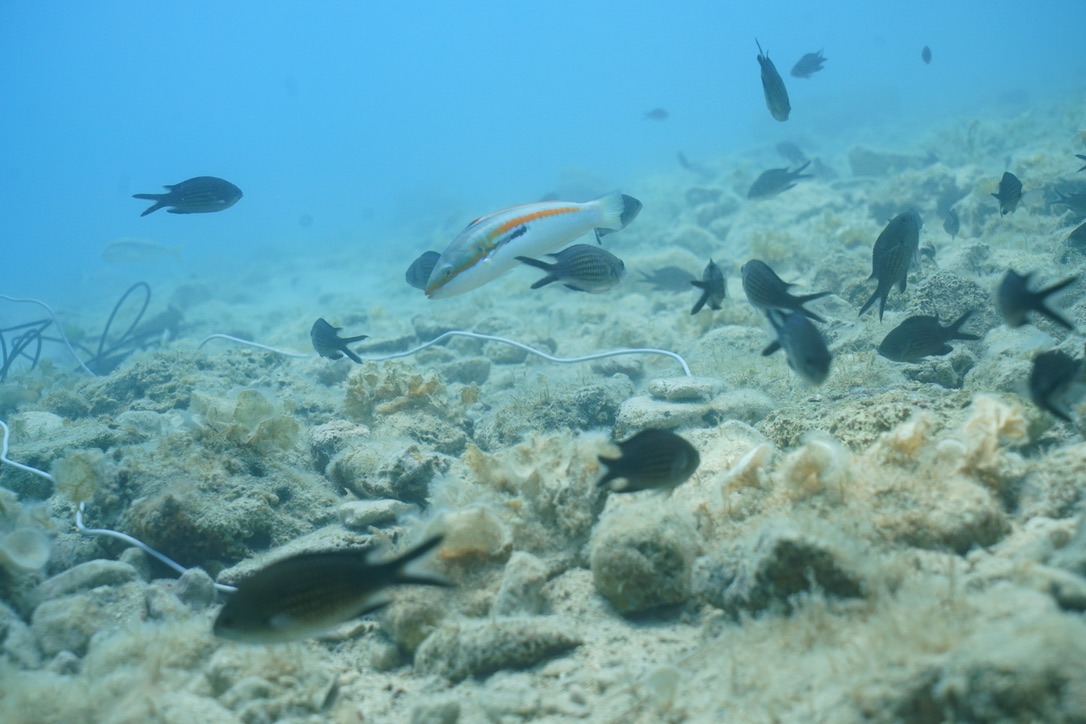 fishes and cables